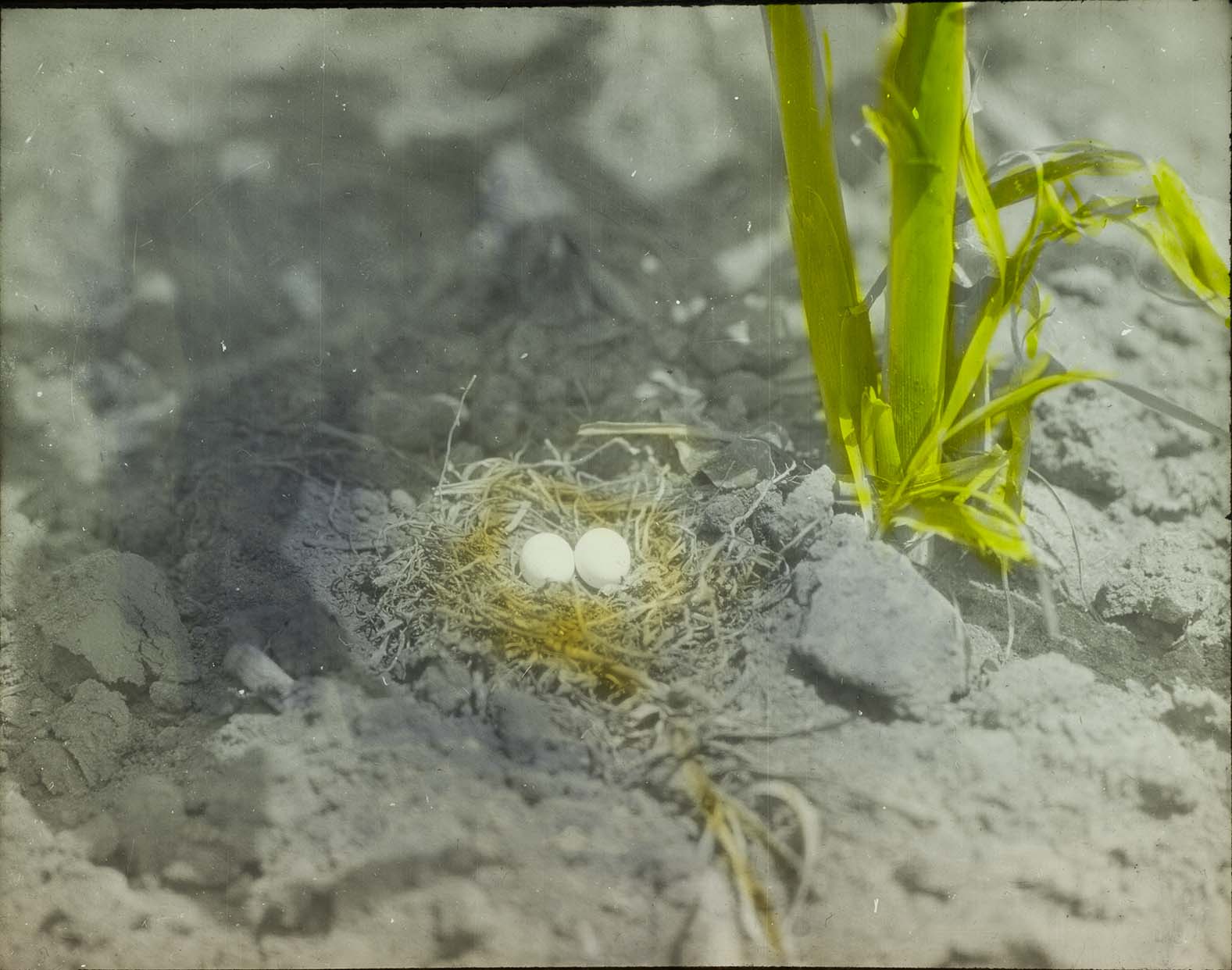 Lantern slide of eggs in a Dove nest 