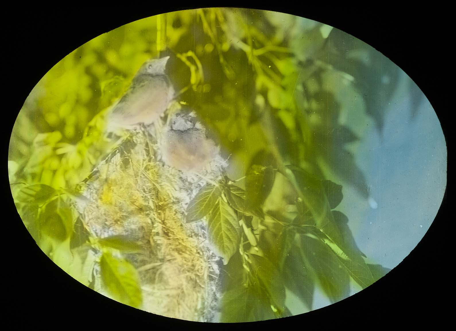 Lantern slide and photograph of young Baltimore Orioles at a nest