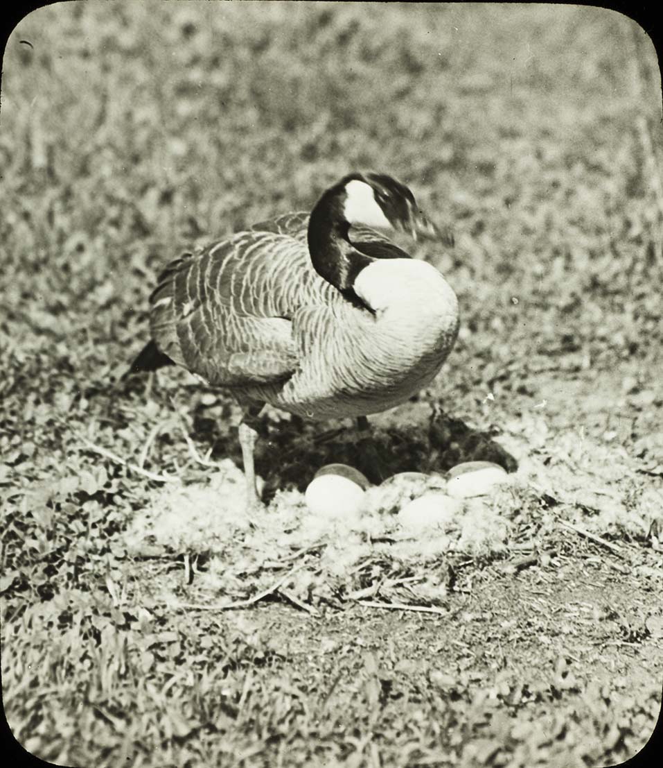 Lantern slide and photograph of a Canada Goose standing over a nest