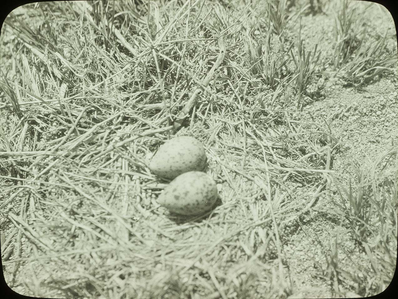Lantern slide and photograph of eggs in an American Avocet nest