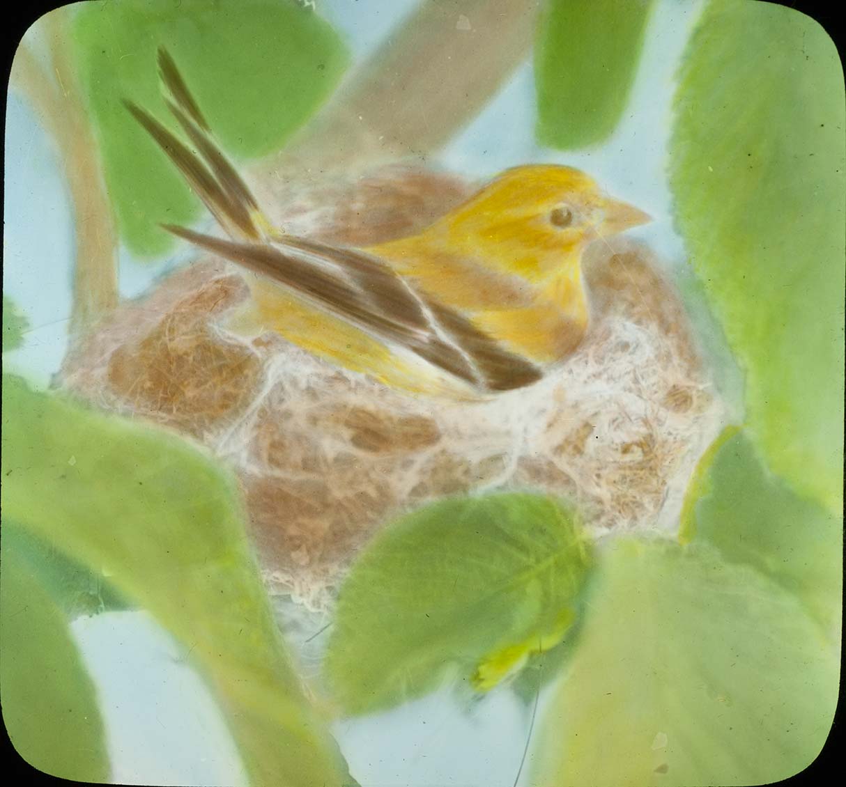 Lantern slide and photograph of a Goldfinch sitting on a nest