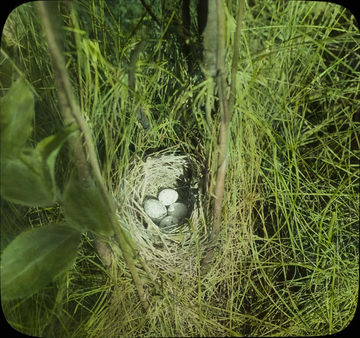 Lantern slide of eggs in a Maryland Yellow Throat nest