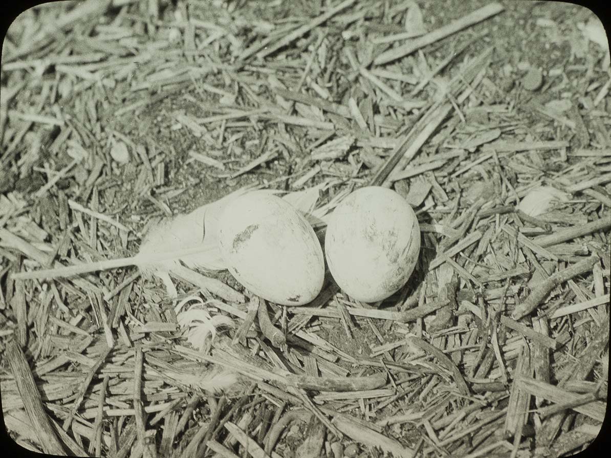 Lantern slide of eggs in a Pelican nest