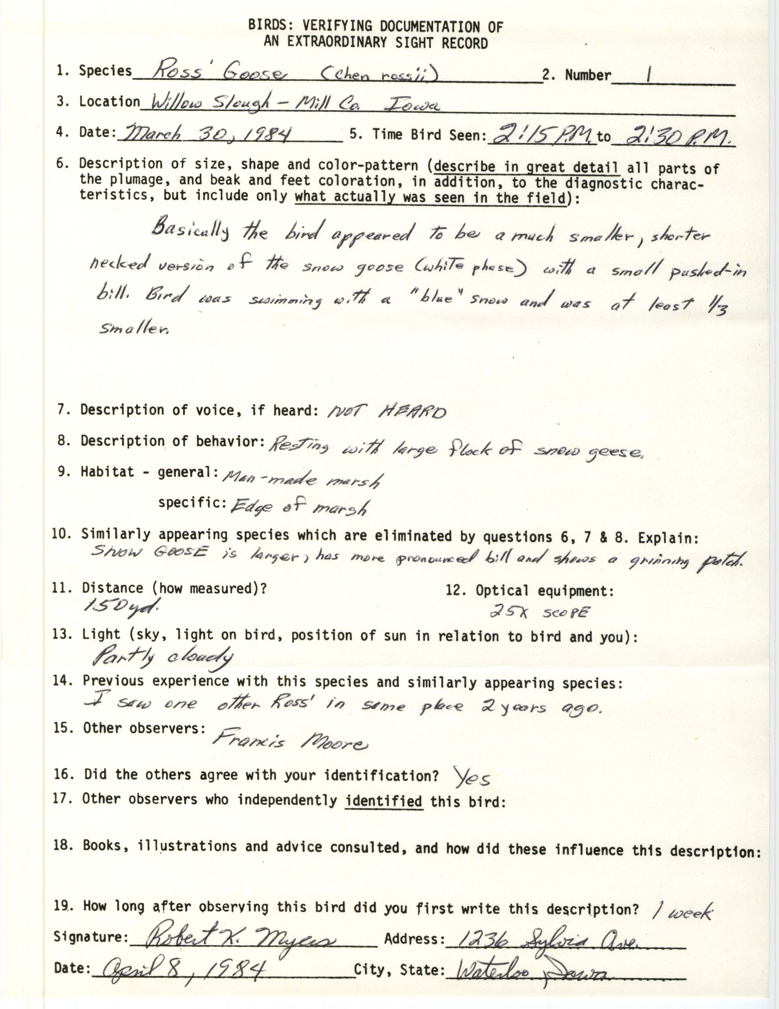Rare bird documentation form for Ross' Goose at Willow Slough, 1984