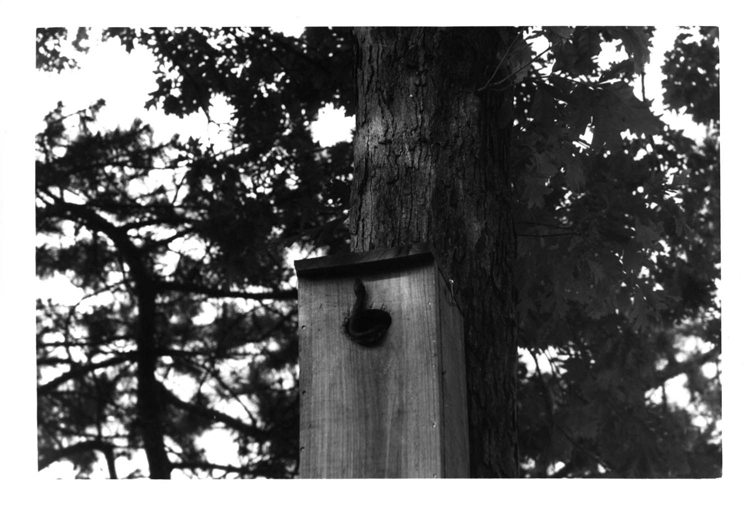 Photograph of a snake in a Wood Duck house