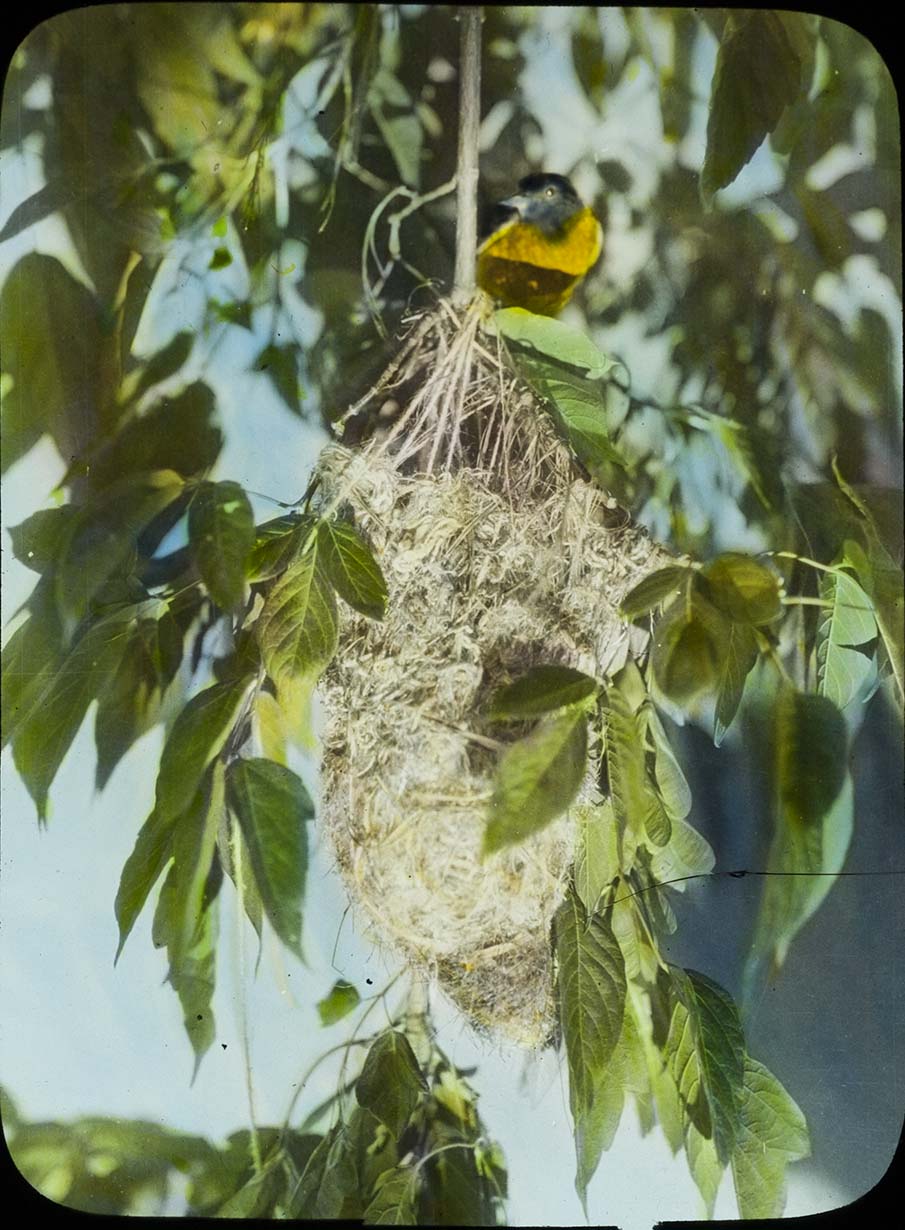 Lantern slide and photograph of a female Baltimore Oriole at a nest
