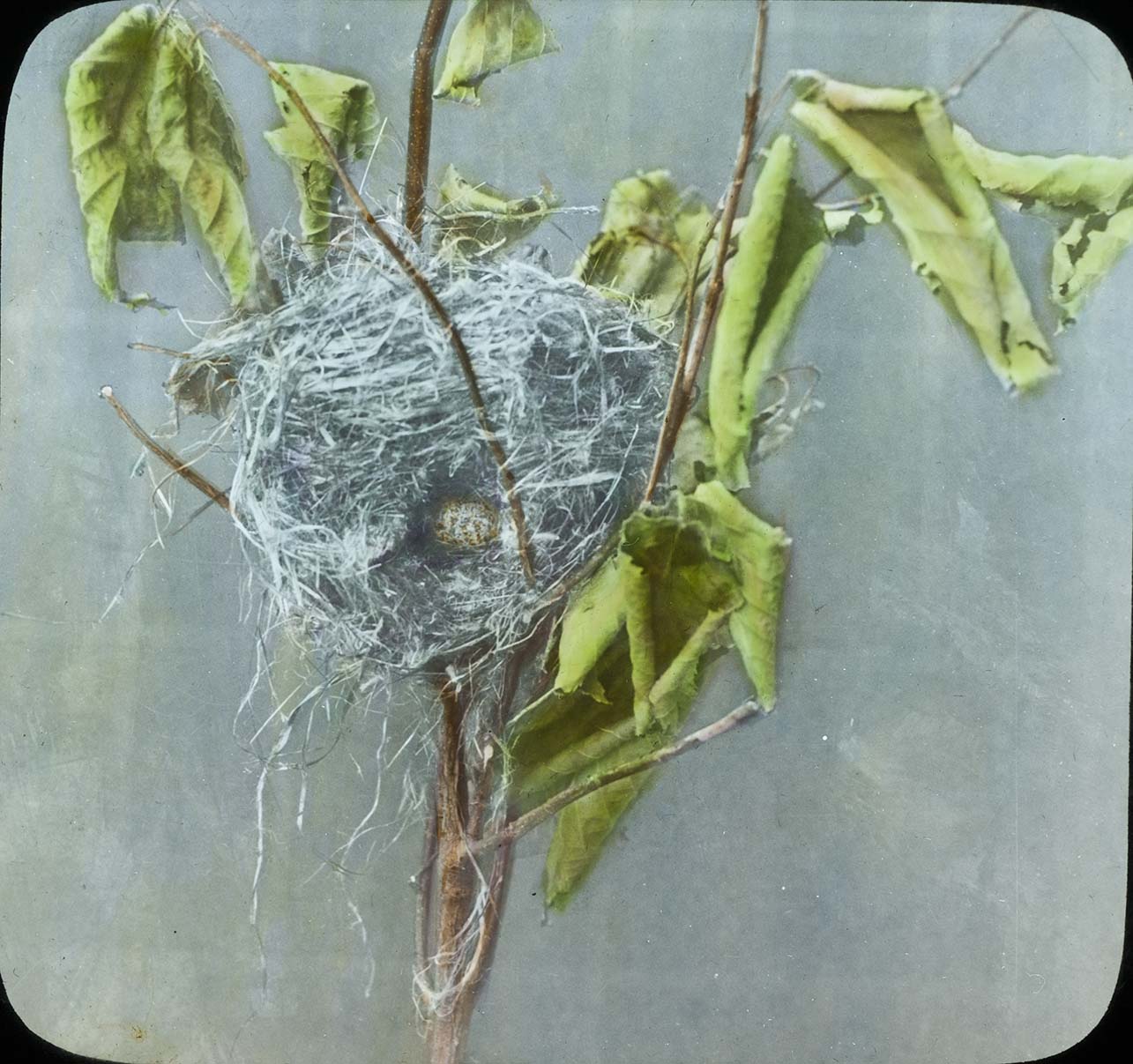 Lantern slide and photograph of a Cowbird egg in a nest