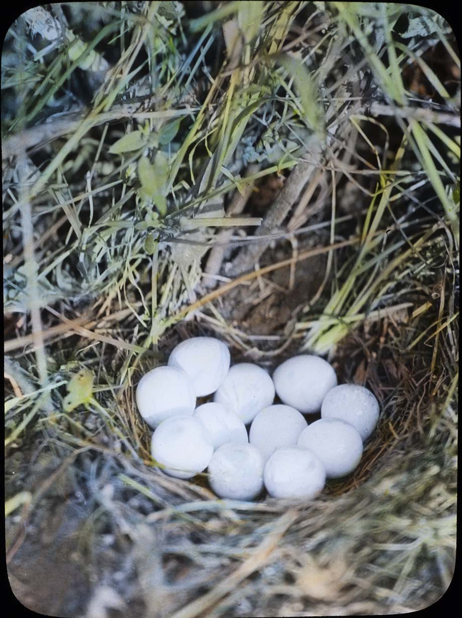 Lantern slide and photograph of eggs in a Bobwhite Quail nest