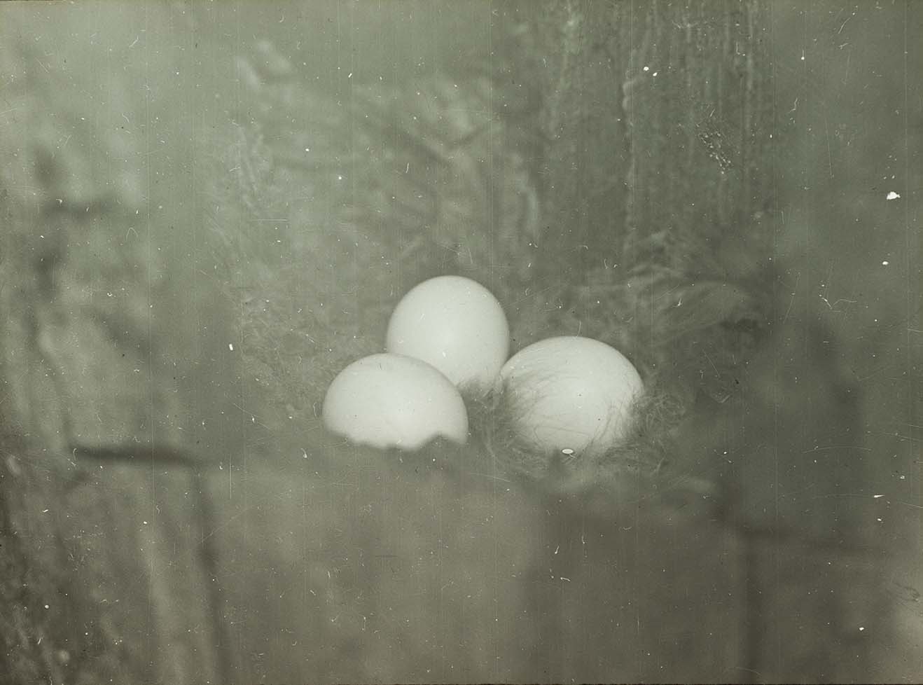 Lantern slide and photograph of eggs in a Barred Owl nest