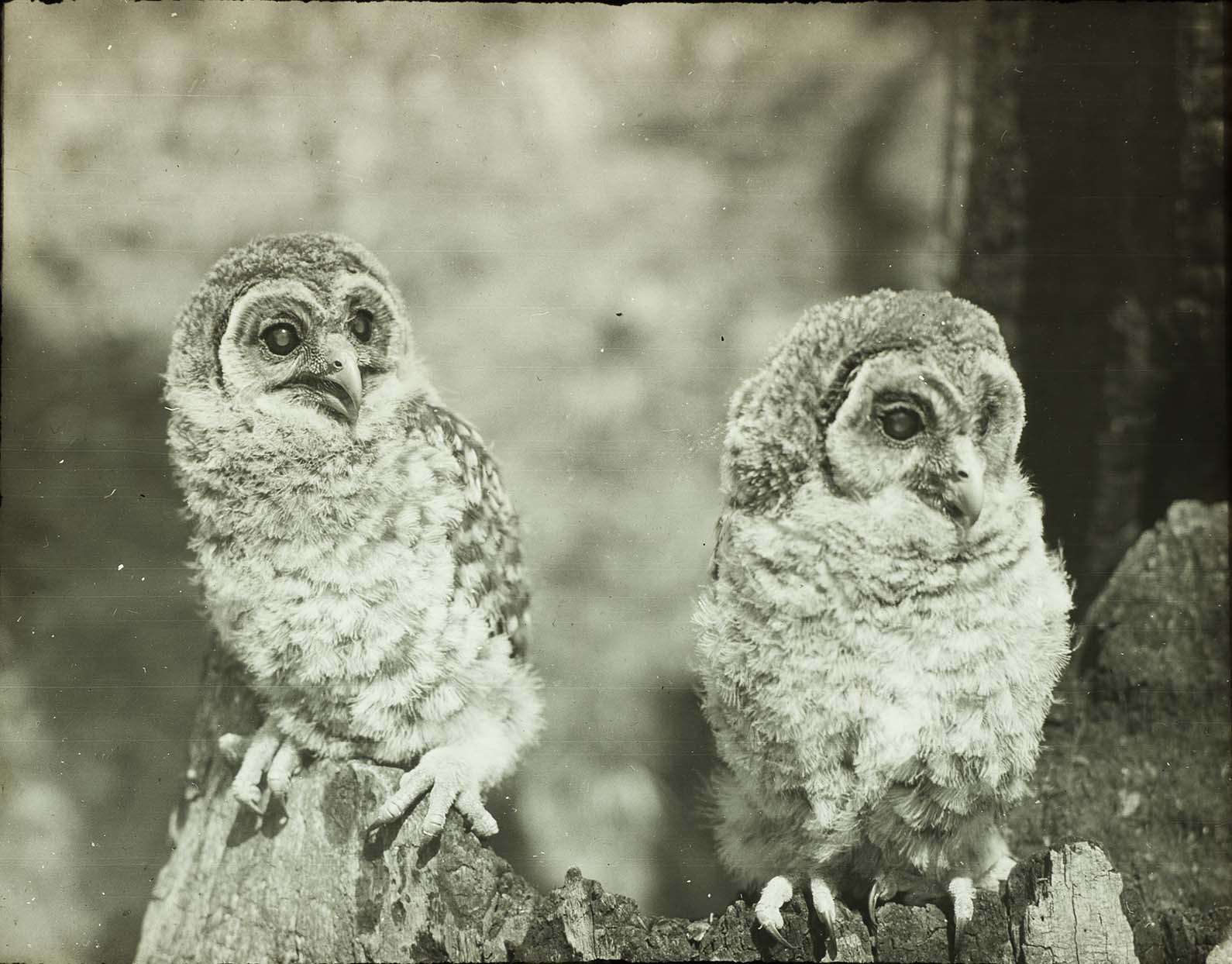 Lantern slide and photograph of two young Barred Owls perching on a tree trunk