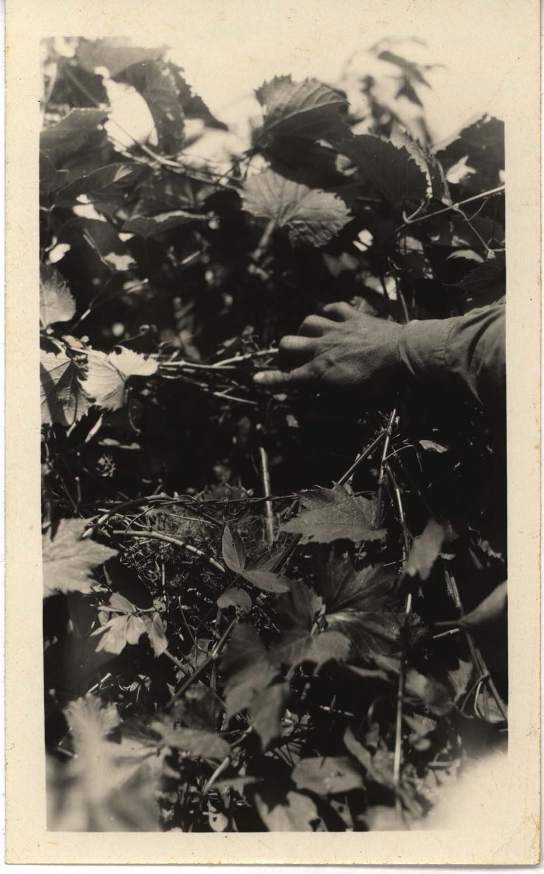 Photograph of a Mockingbird nest in a grape vine