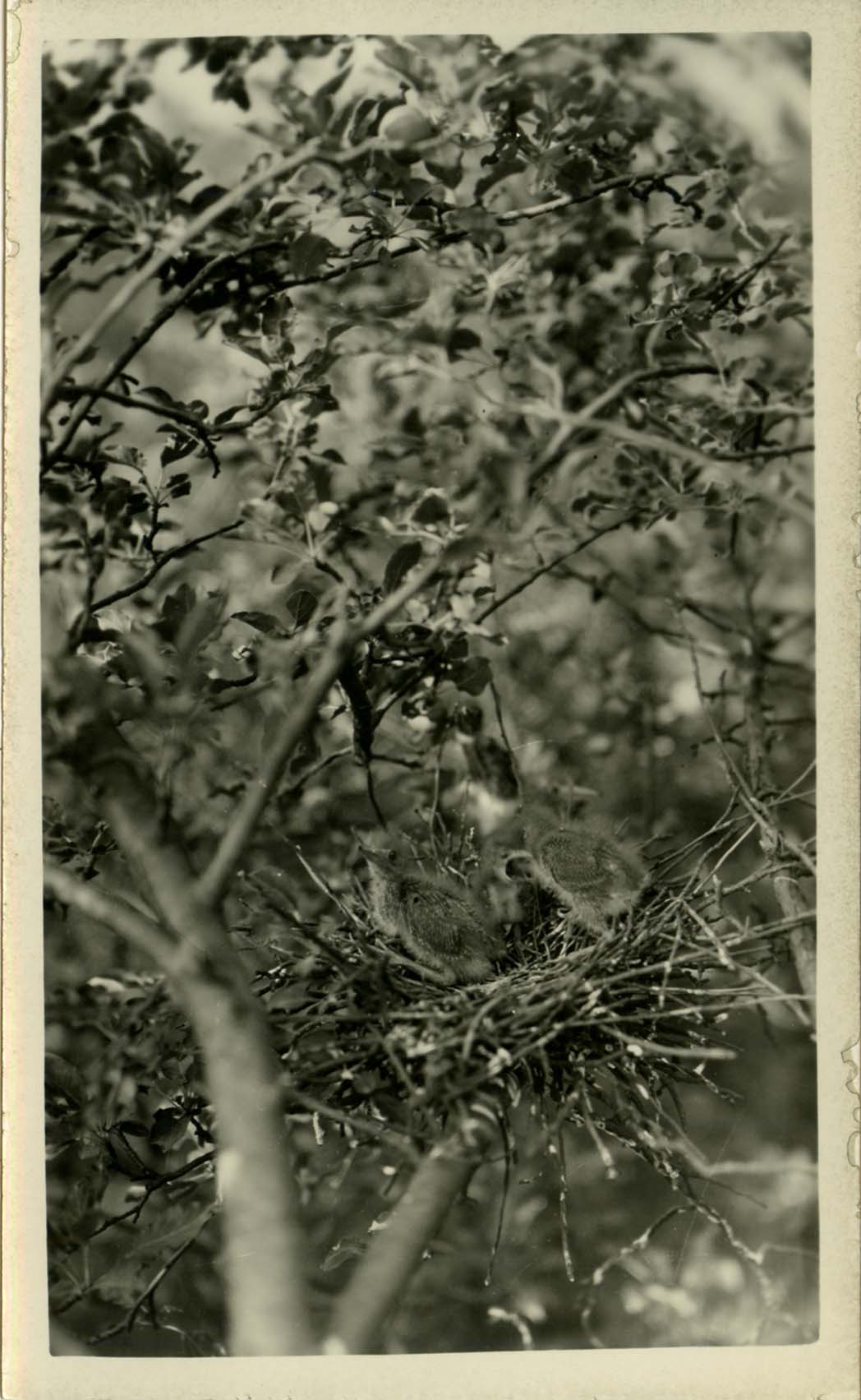 Photograph of young Green Herons in a nest