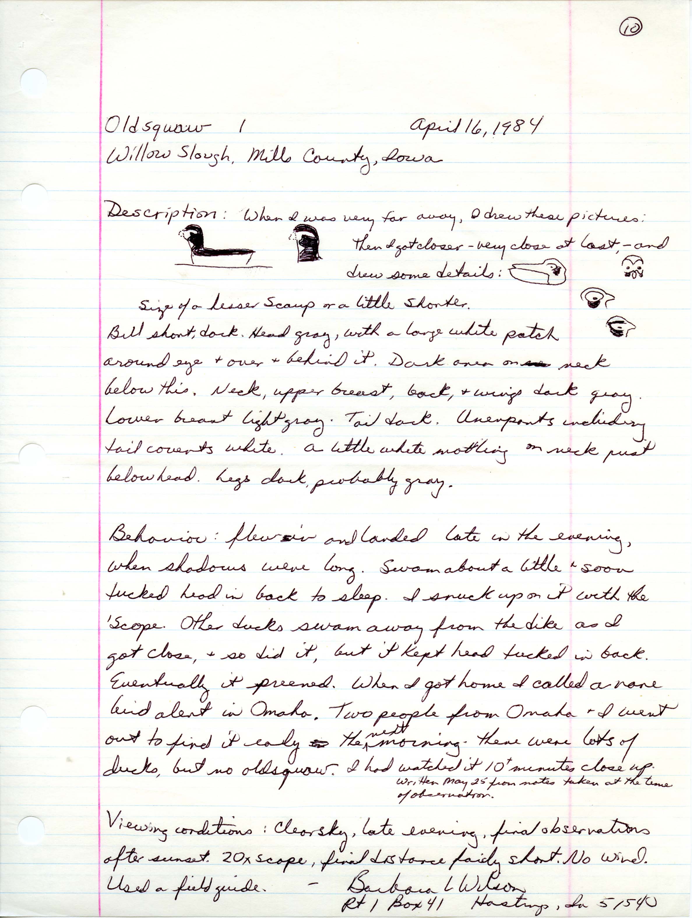 Rare bird documentation form for Long-tailed Duck at Willow Slough, 1984