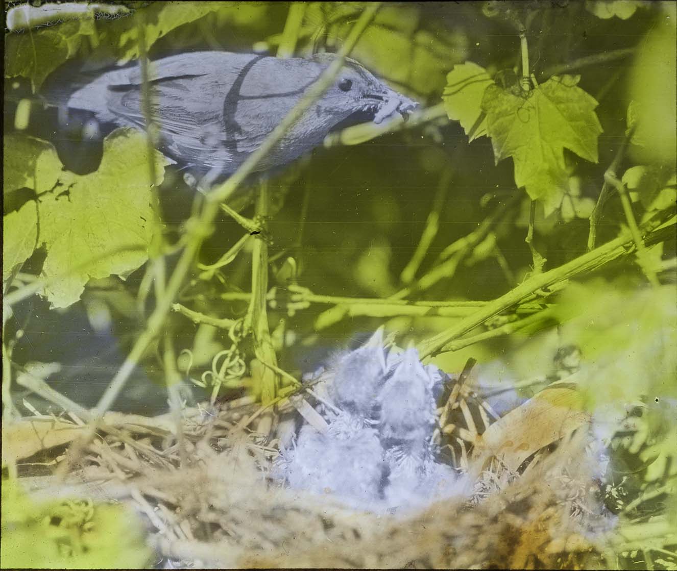 Lantern slide of a Catbird feeding young