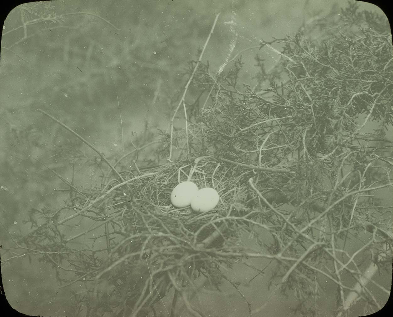 Lantern slide and photograph of eggs in a Mourning Dove nest