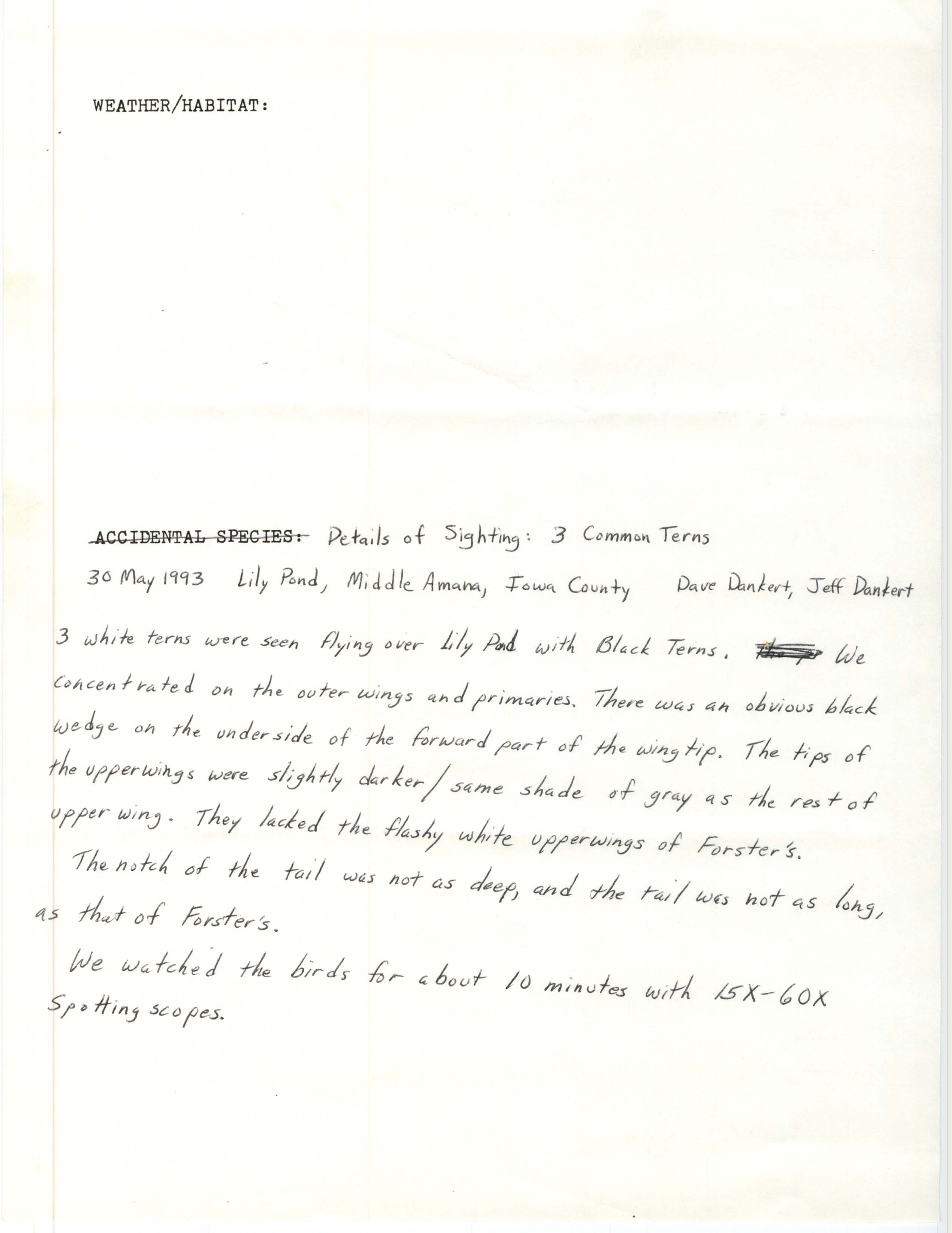 Rare bird documentation form for Common Tern at Lily Pond at the Amana Colonies, 1993