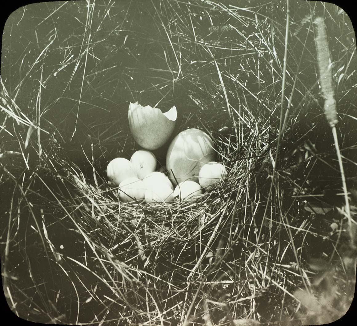 Lantern slide and photograph of eggs in a Northern Bobwhite nest