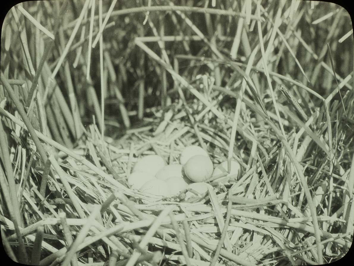 Lantern slide and photograph of eggs in a Red Head Duck nest
