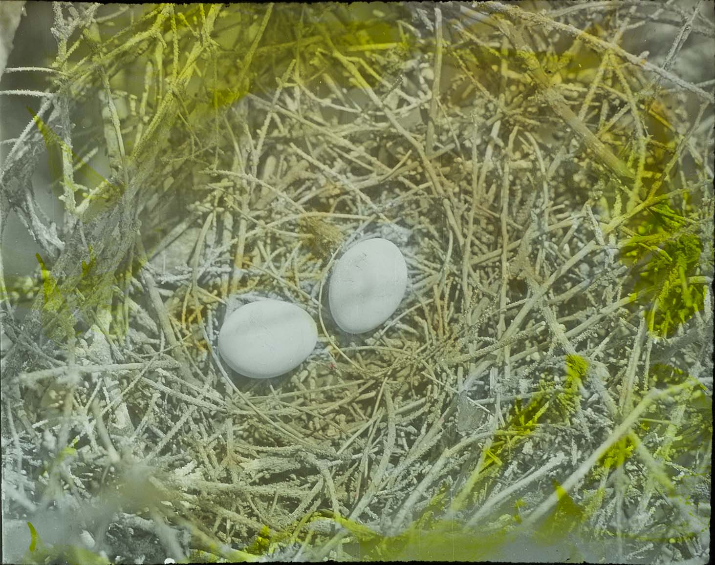 Lantern slide and photograph of eggs in a Black-crowned Night Heron nest
