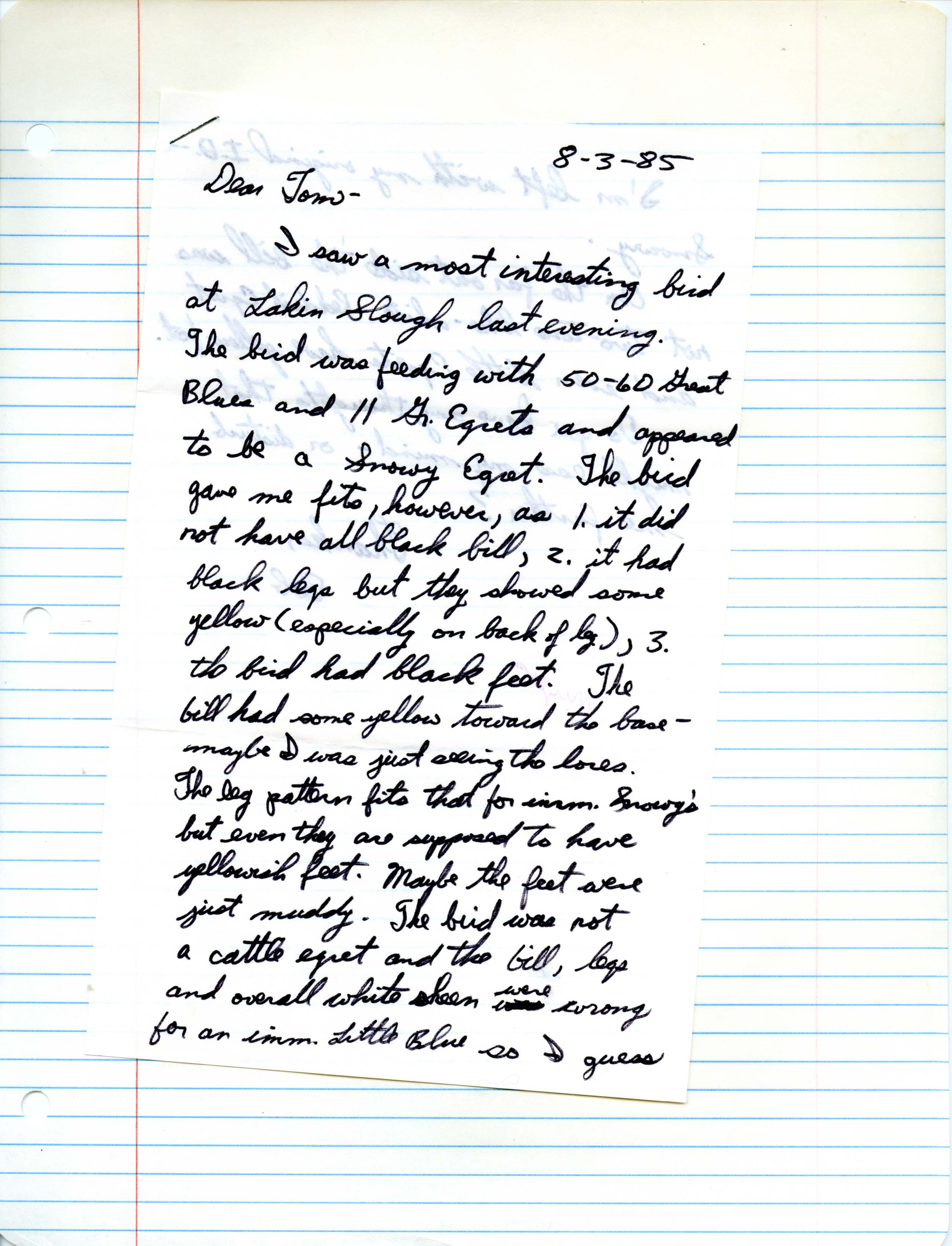 Robert Myers letter to Thomas Kent regarding a Snowy Egret sighting at Lakin Slough, August 8, 1985