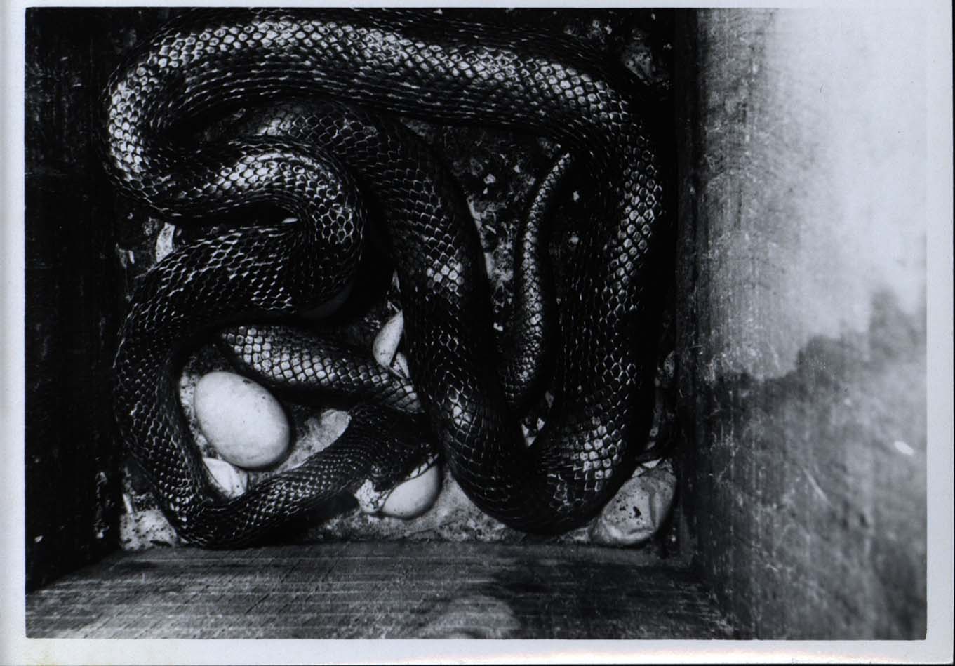 Photograph of a snake among duck eggs in a Wood Duck house