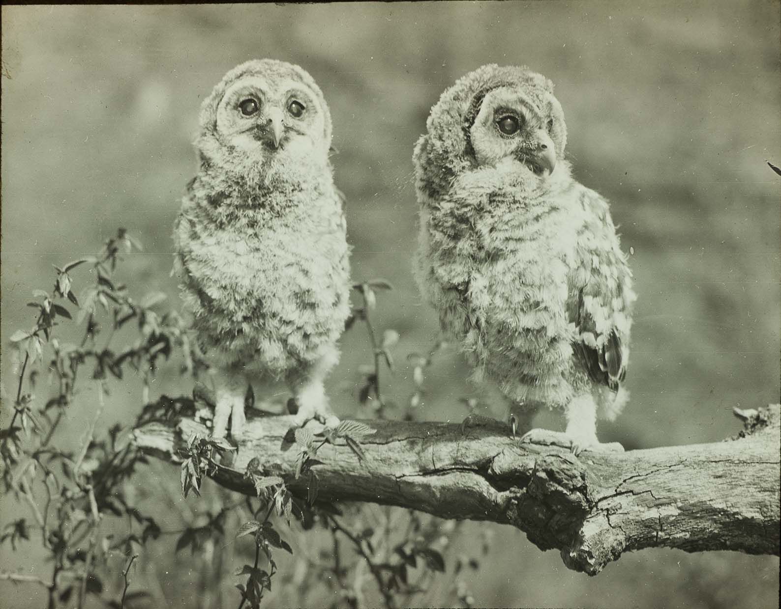 Lantern slide and photograph of two young Barred Owls perching on a tree branch