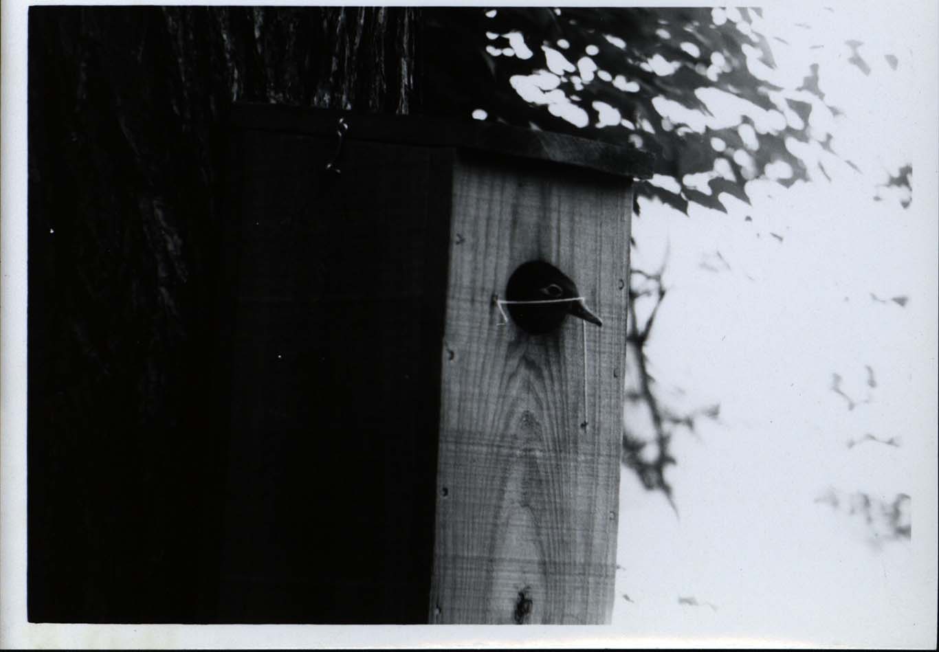 Photograph of a Wood Duck in a house 