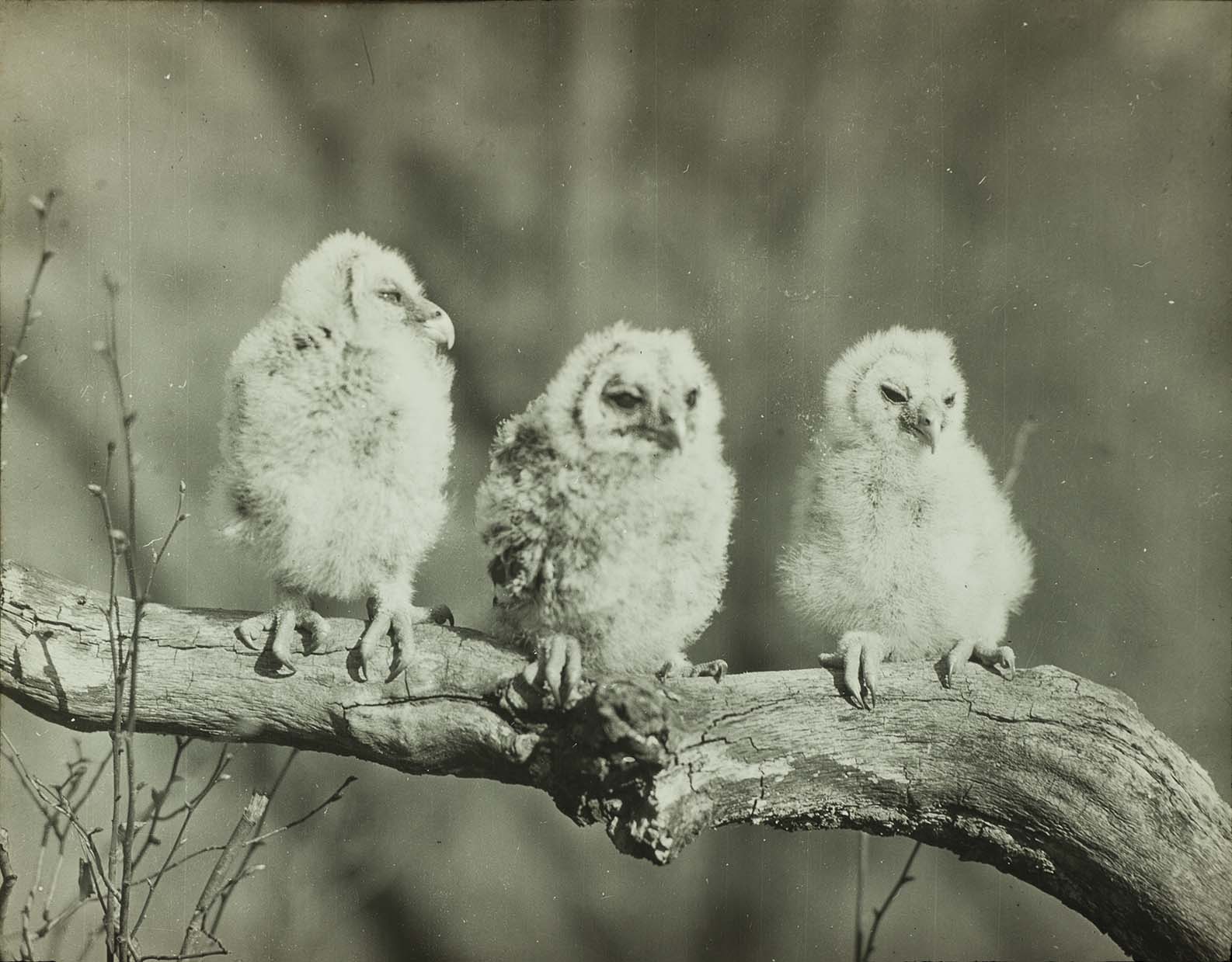 Lantern slide and photograph of three young Barred Owls perching on a tree branch