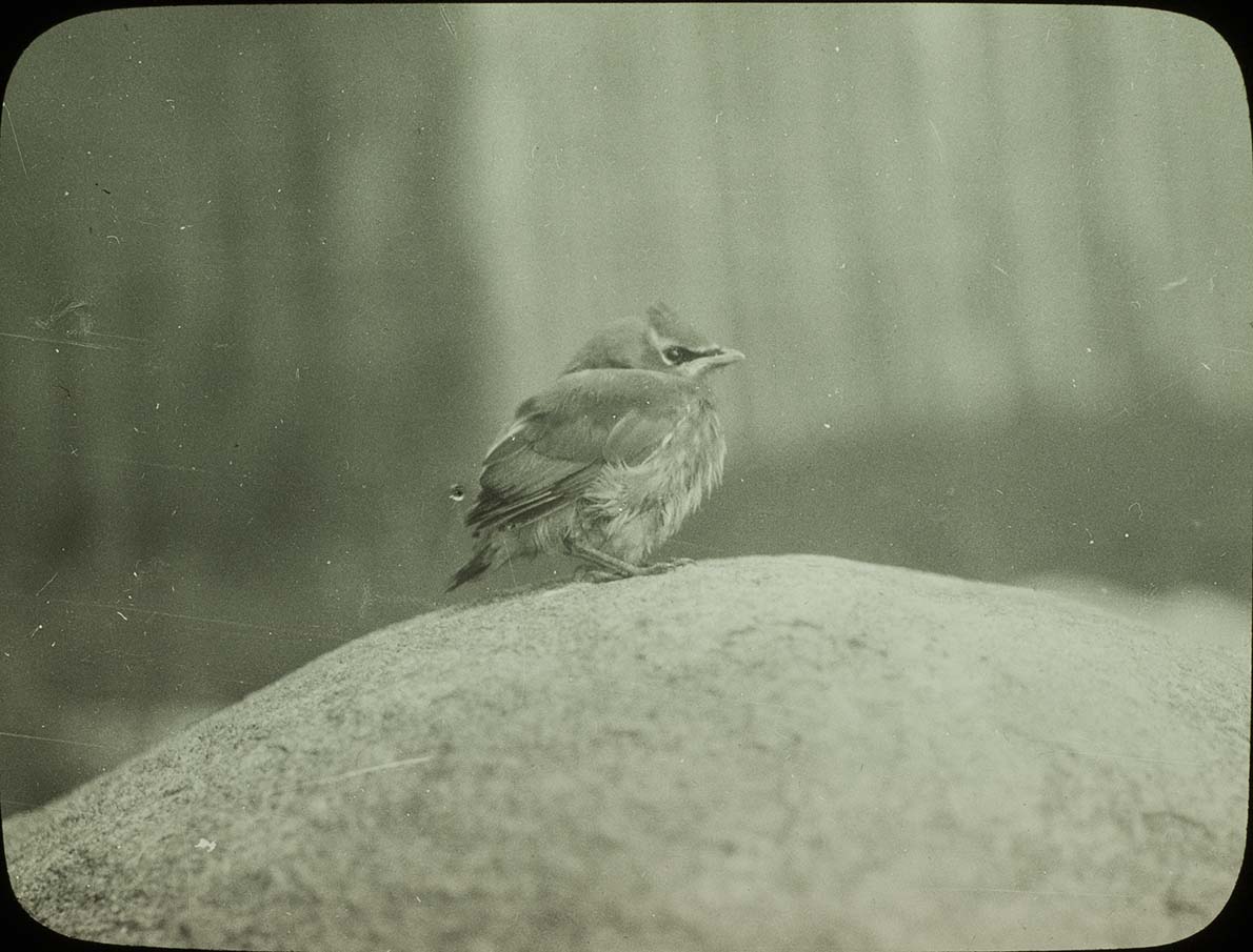 Lantern slide and photograph of a young Cedar Waxwing
