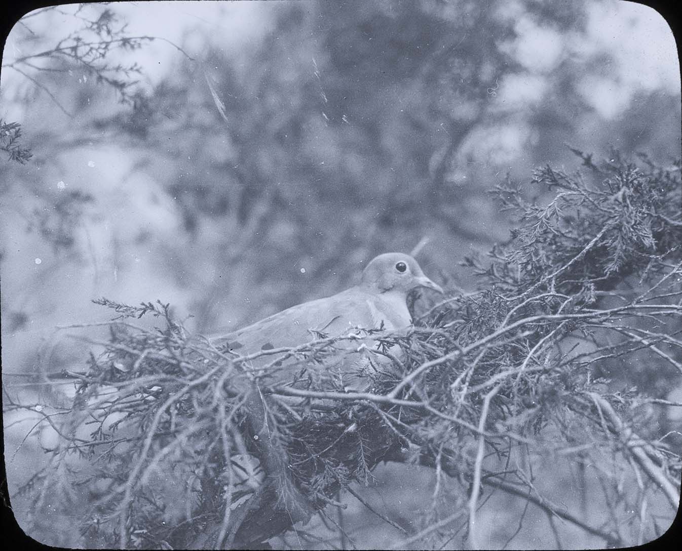 Lantern slide and photograph of a Mourning Dove on a nest