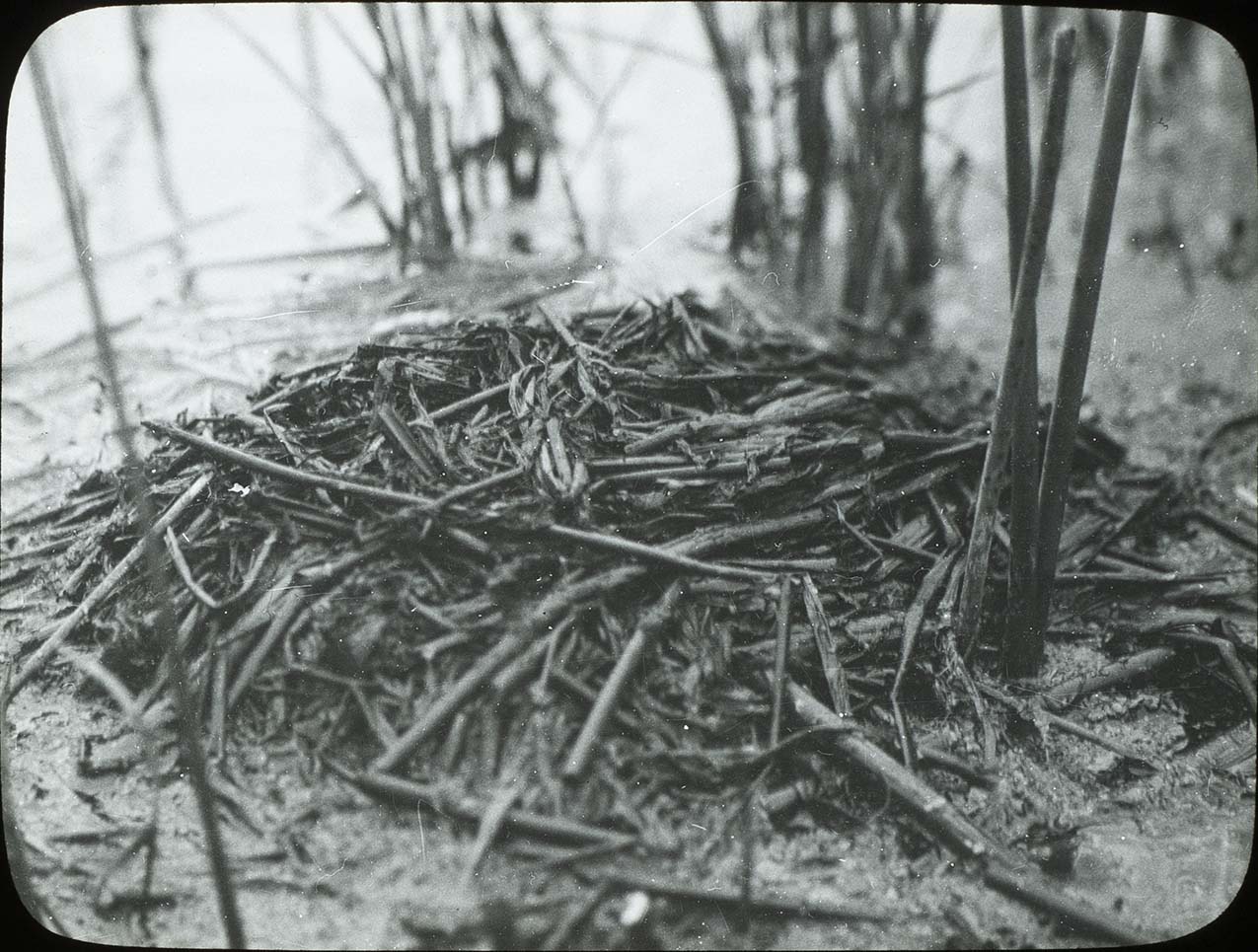 Lantern slide and photograph of an Eared Grebe nest