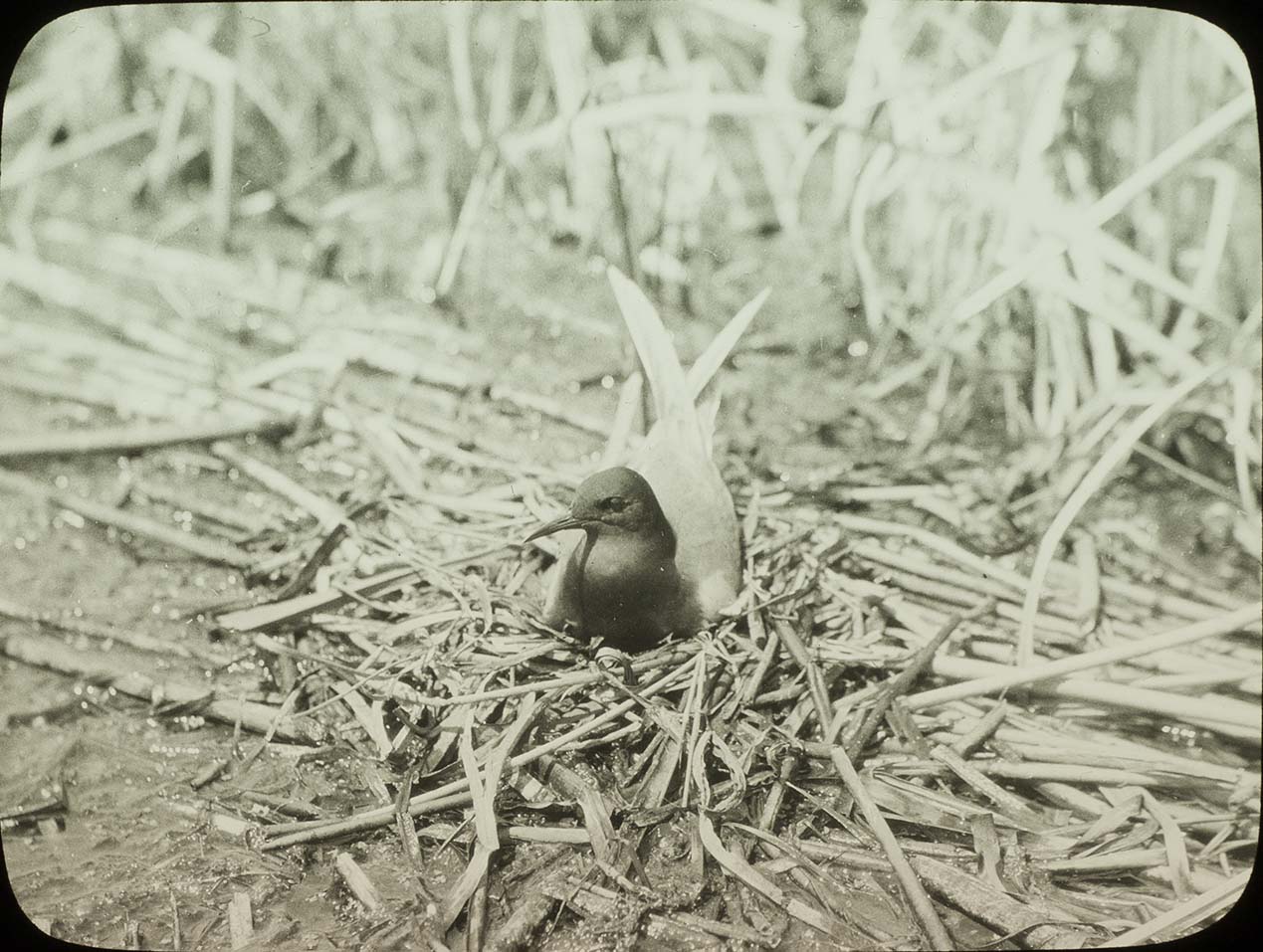 Lantern slide of a Black Tern sitting on a nest