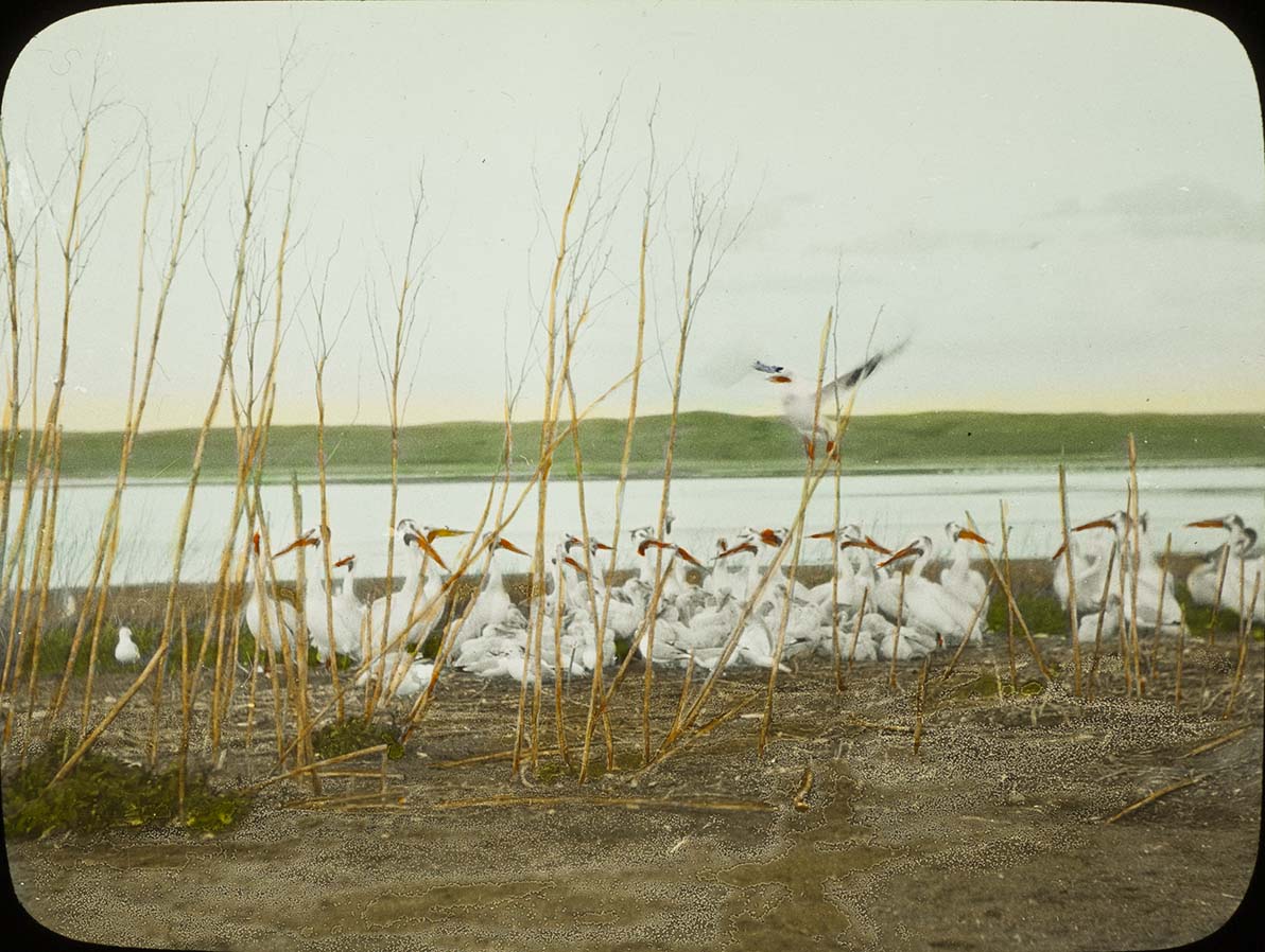 Lantern slide of young Pelicans standing by a lake