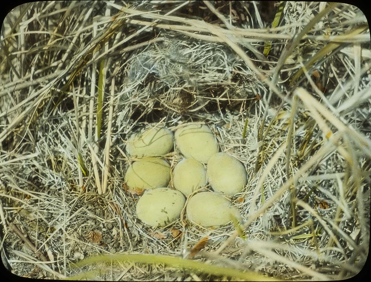 Lantern slide and photograph of eggs in a Lesser Scaup nest
