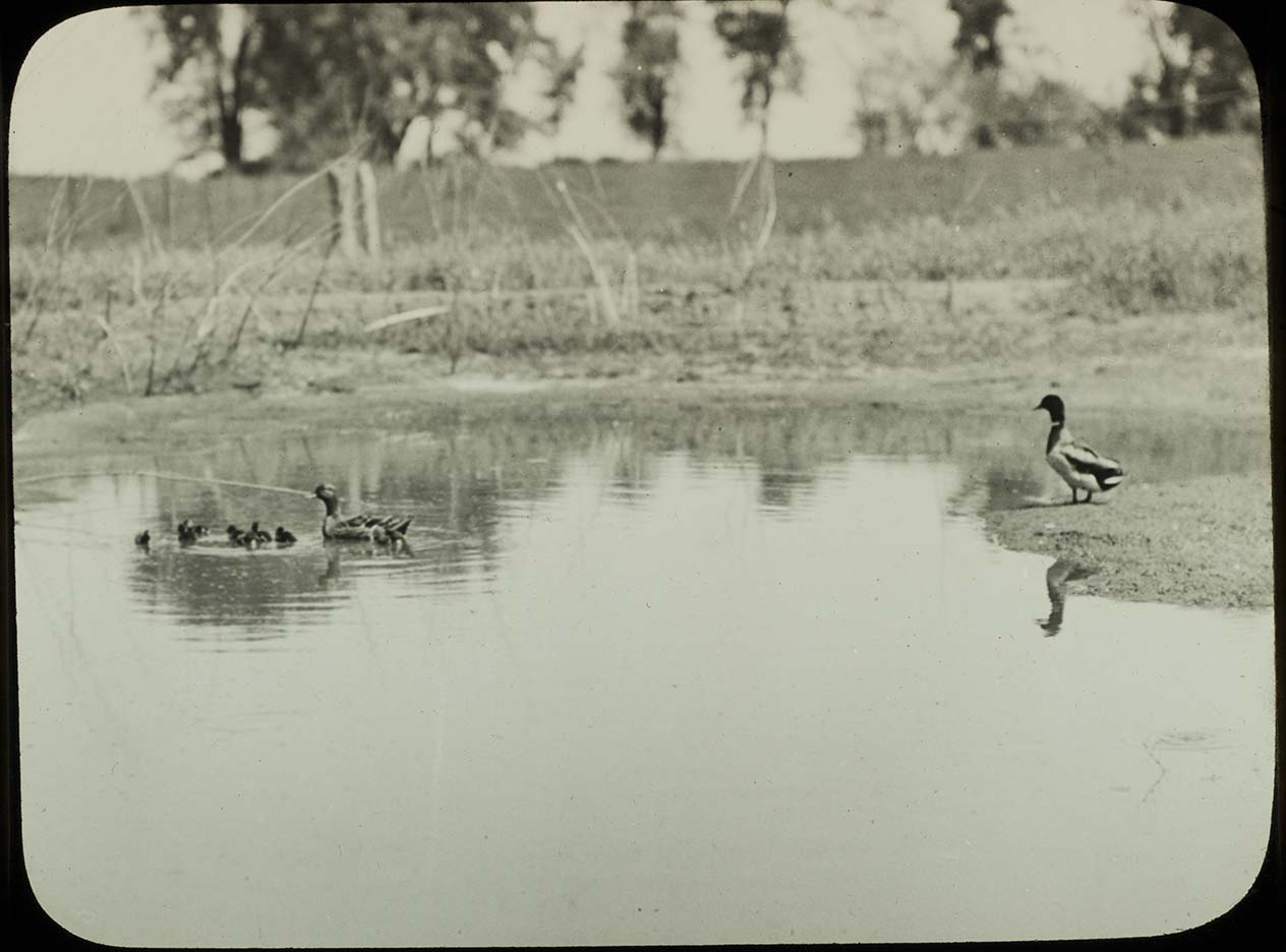 Lantern slide and photograph of a pair of Mallards with ducklings