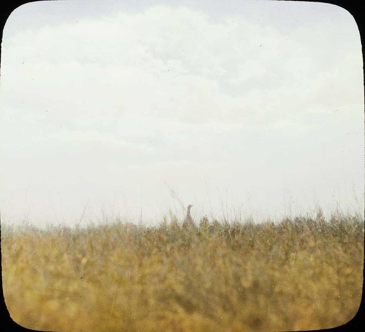 Lantern slide of a Sharp-tailed Grouse in a field