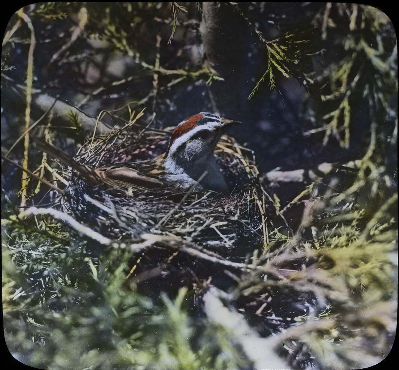 Lantern slide and photograph of a Chipping Sparrow on her nest