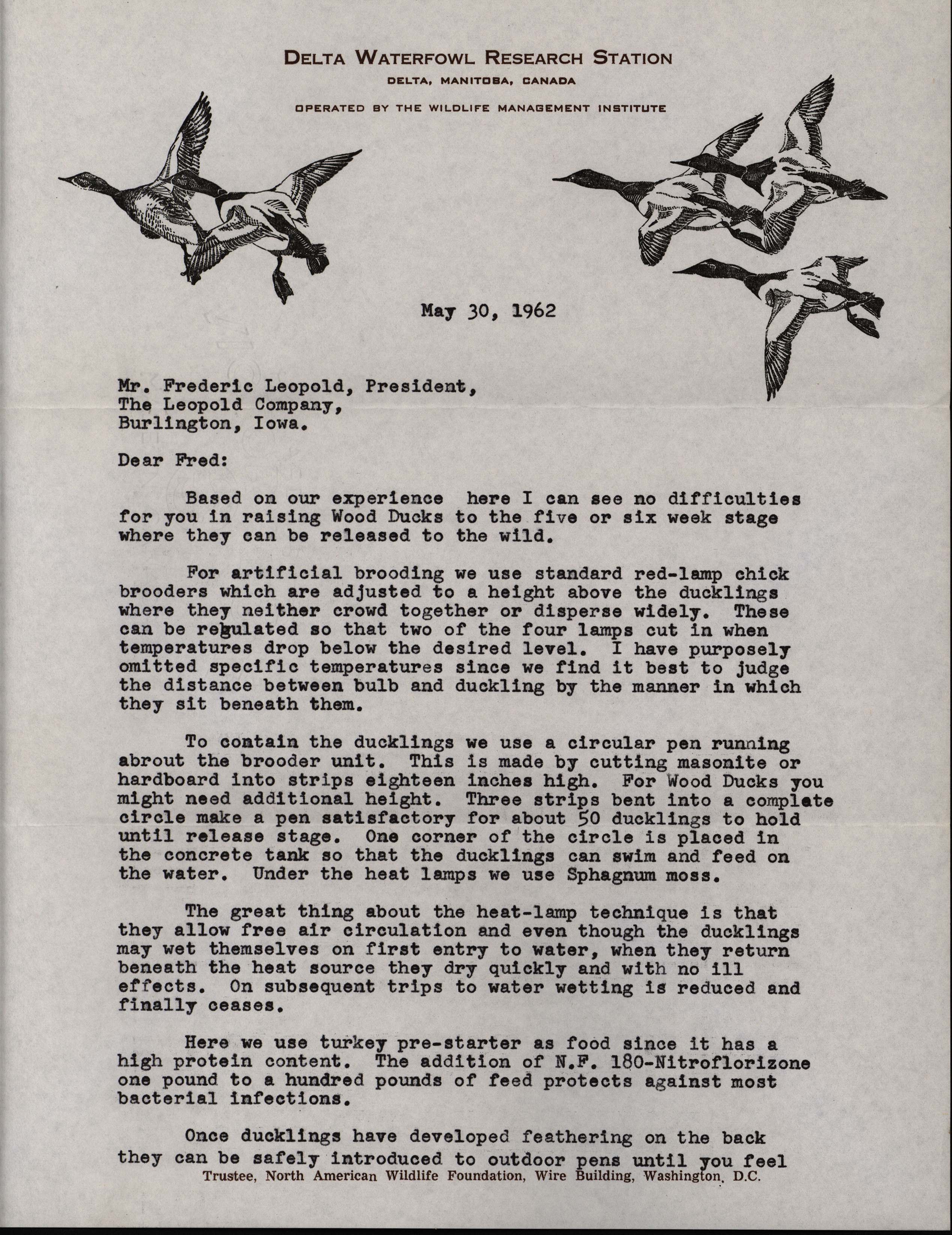 Peter Ward letter to Frederic Leopold regarding raising wood ducks, May 30, 1962