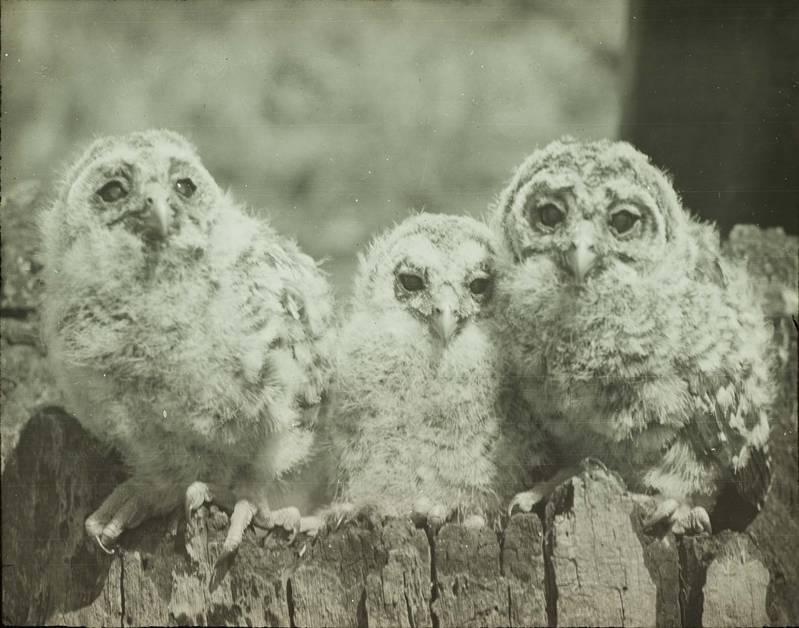 Lantern slide and photograph of three young Barred Owls perching on a tree trunk