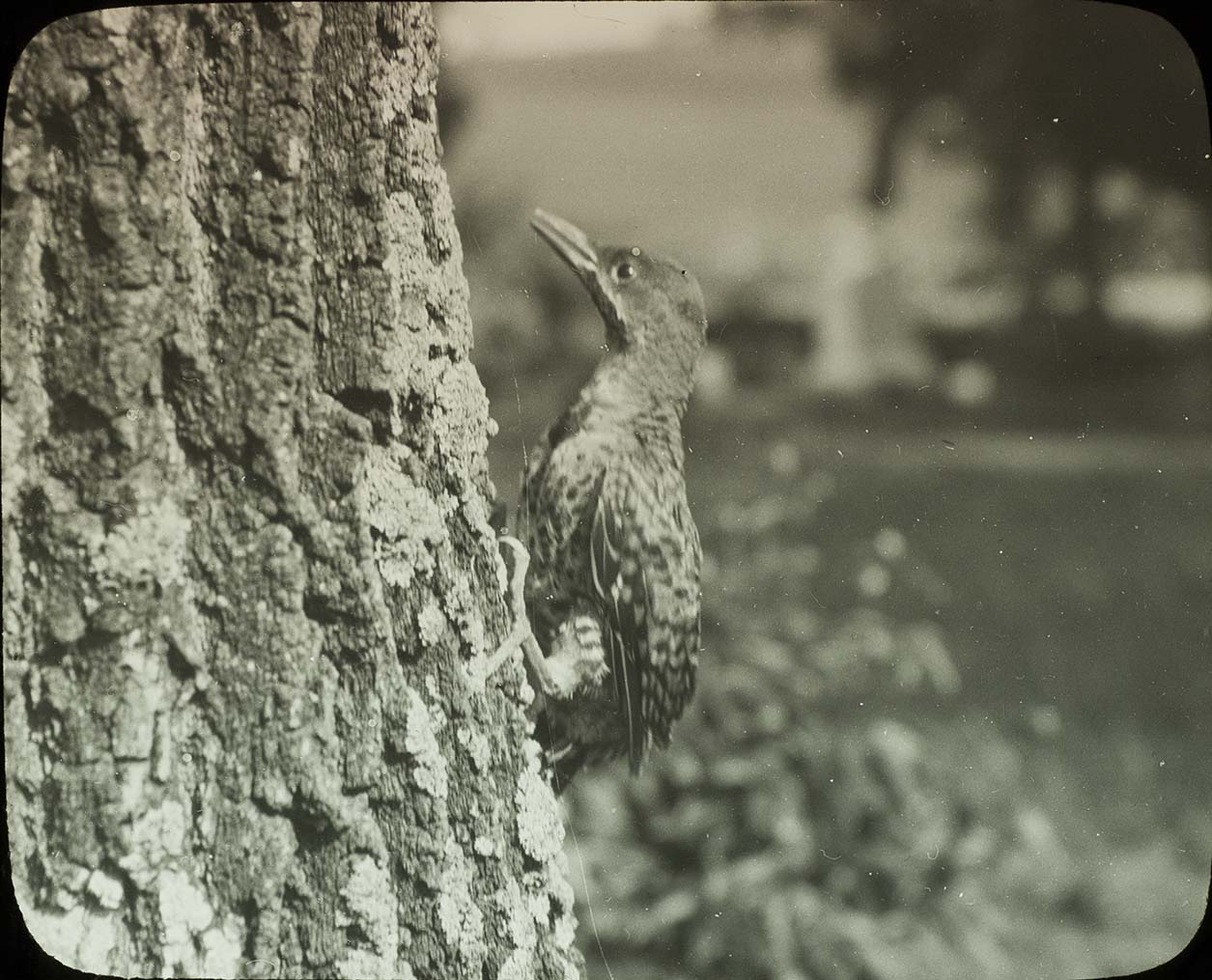 Lantern slide and photograph of a young Flicker clinging to a tree trunk