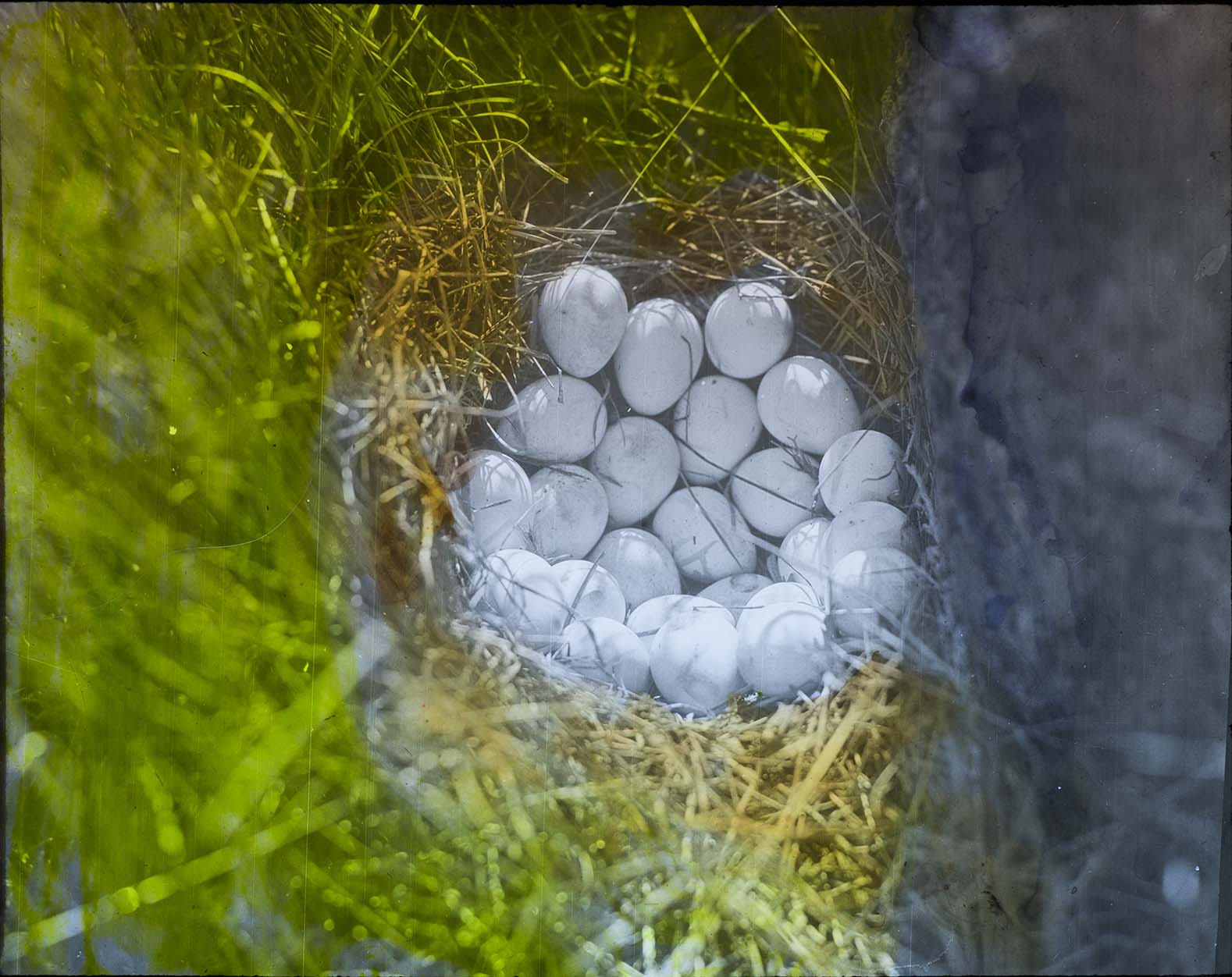 Lantern slide of eggs in a Quail nest