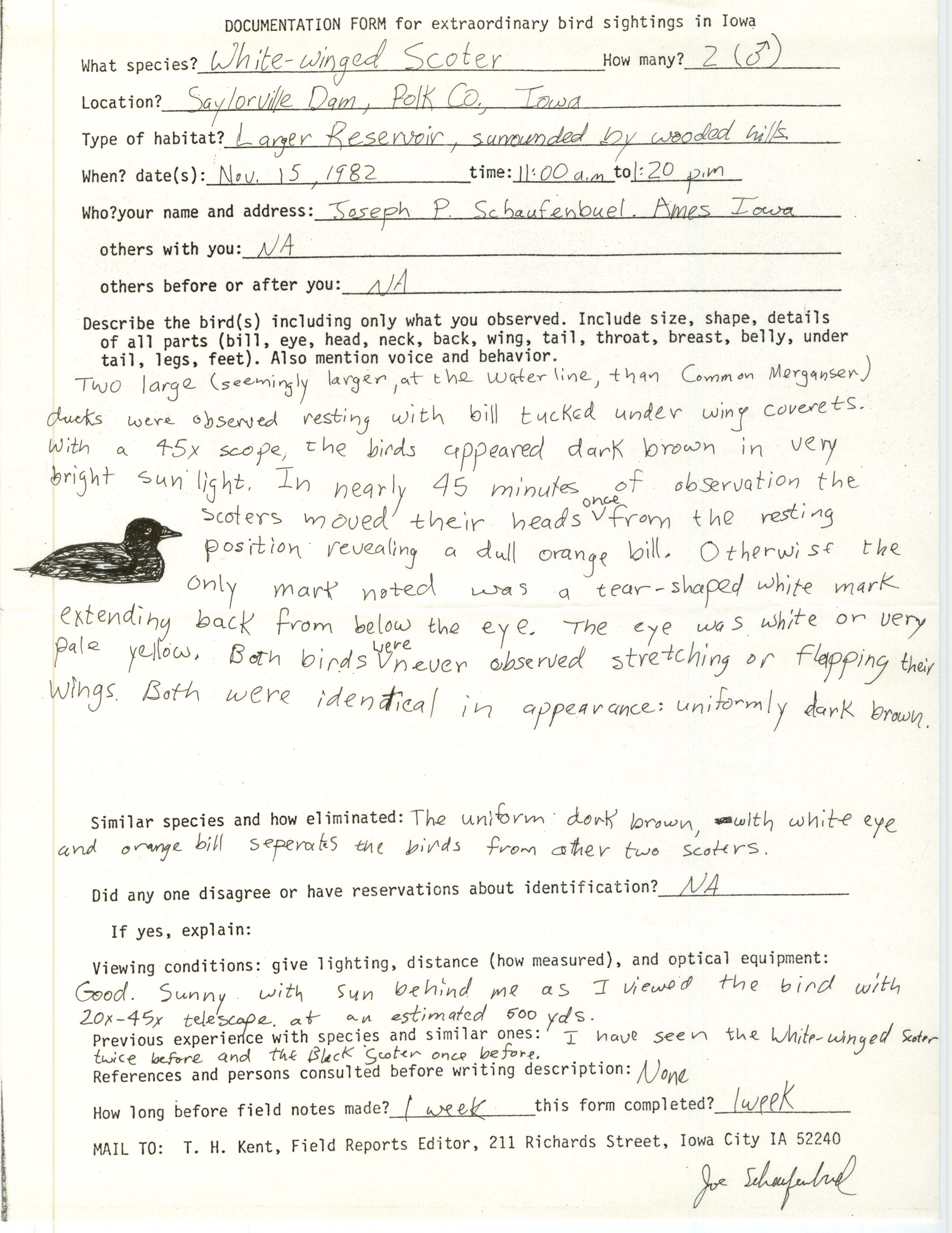 Rare bird documentation form for White-winged Scoter at Saylorville Dam, 1982