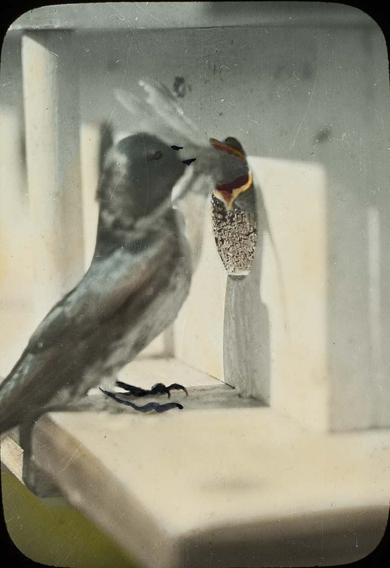 Lantern slide and photograph of a Purple Martin feeding her young