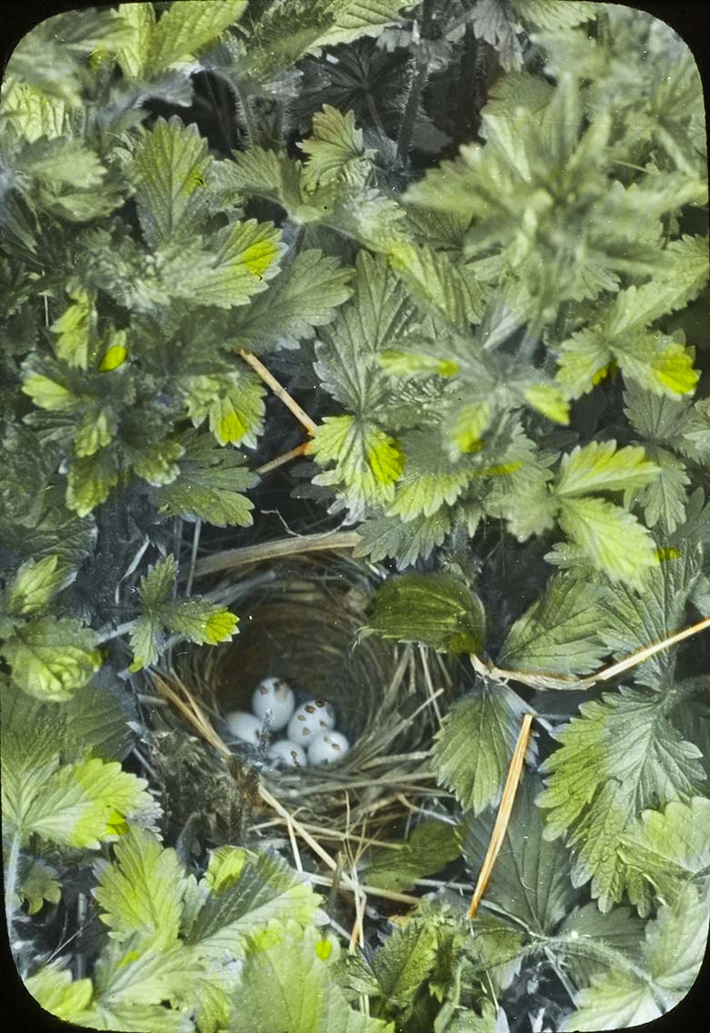 Lantern slide and photograph of eggs in a Maryland Yellow Throat nest