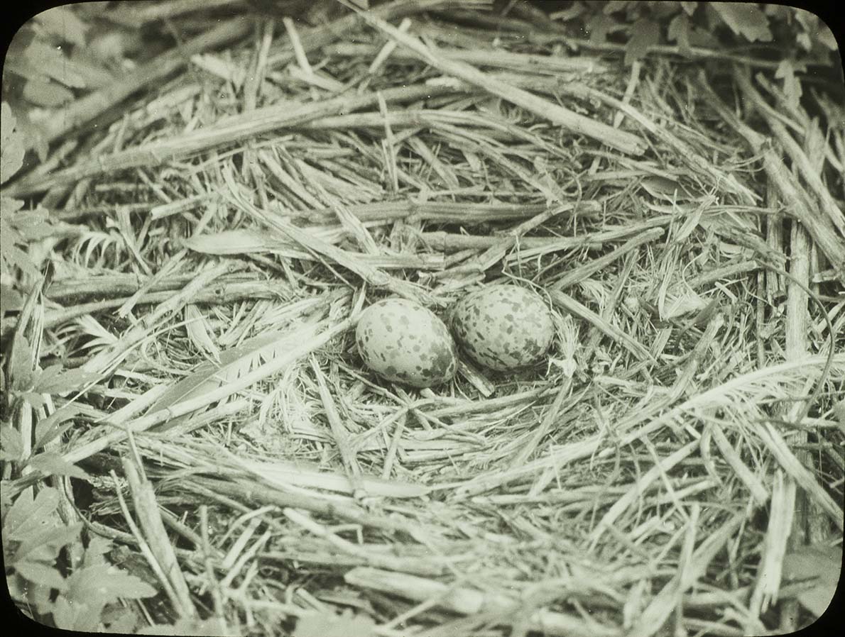Lantern slide and photograph of eggs in a Common Tern nest