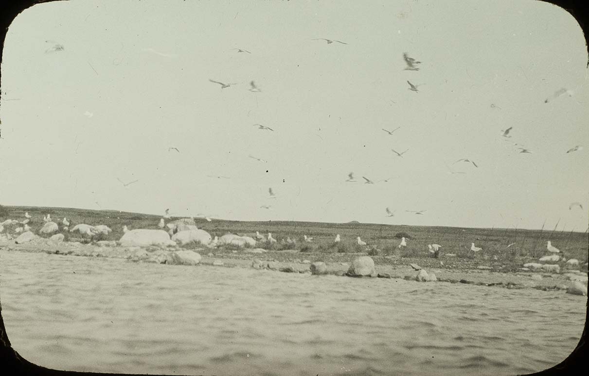 Lantern slide and photograph of Ring-billed Gulls and young in flight