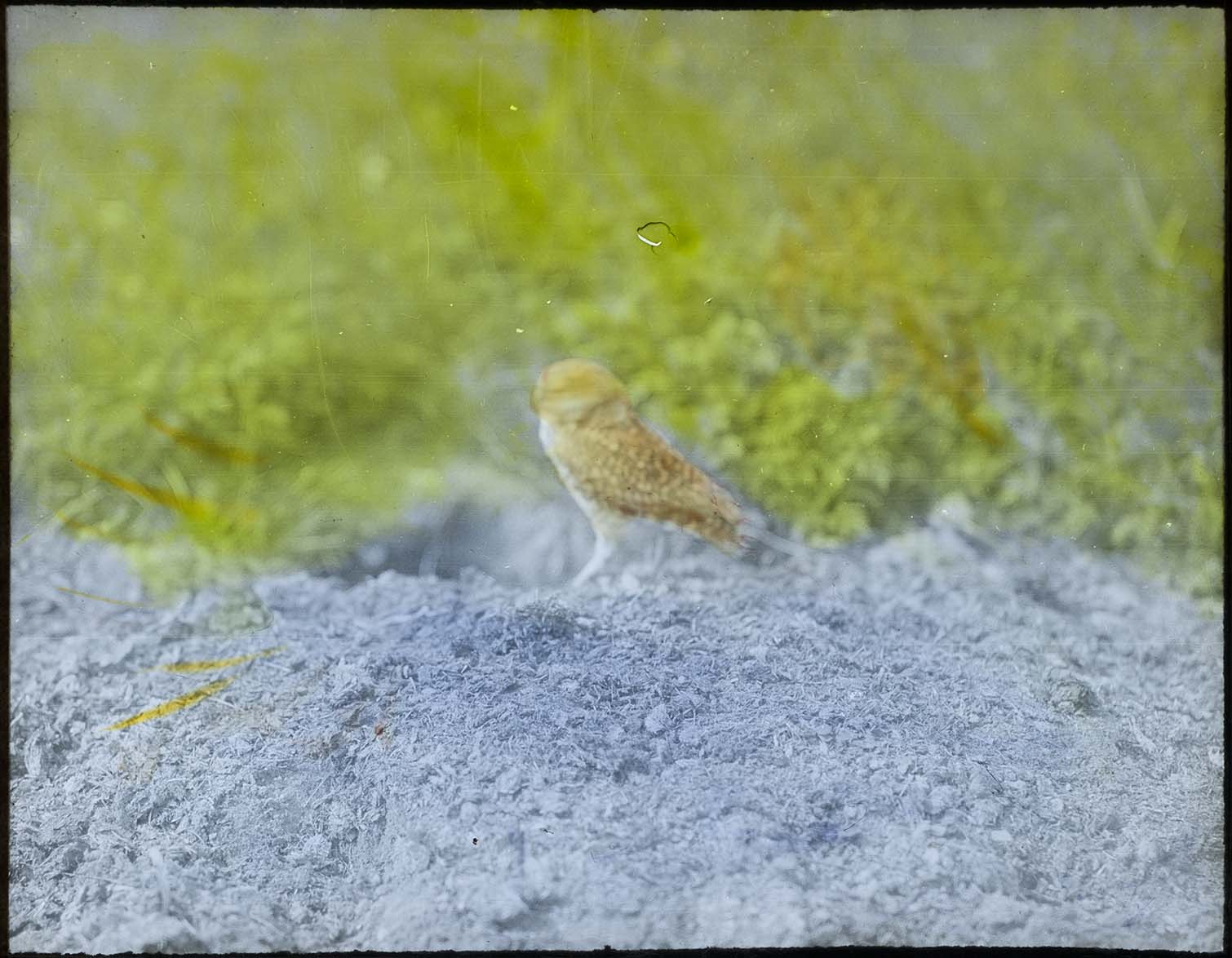 Lantern slide and photograph of a Burrowing Owl