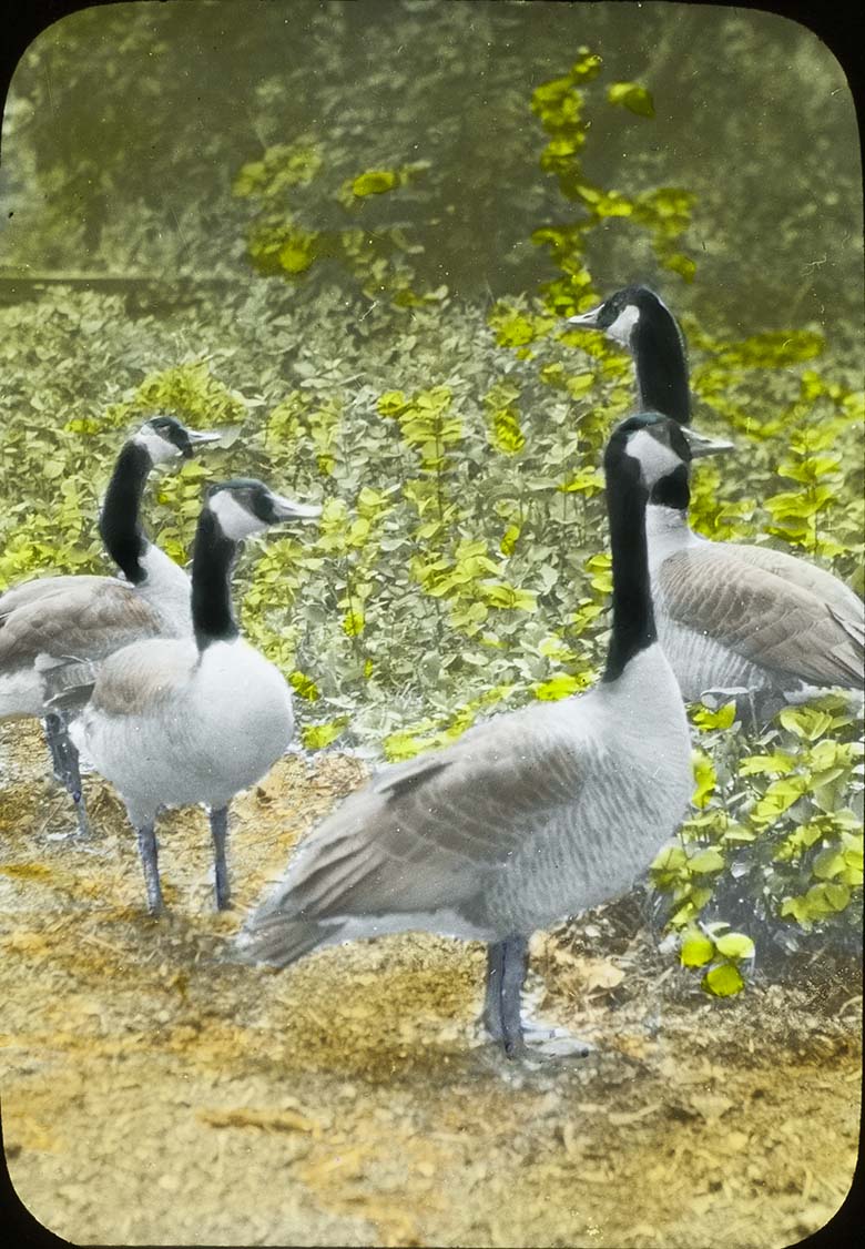 Lantern slide of four Canada Geese