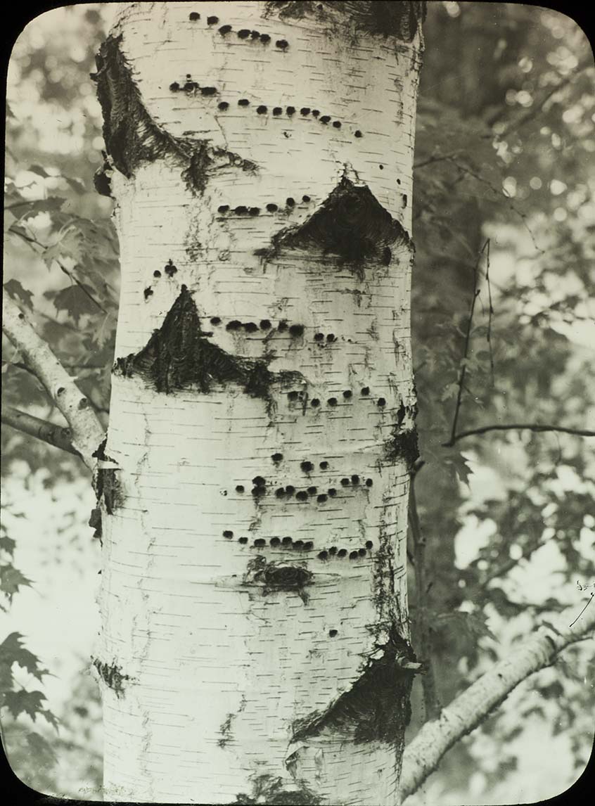 Lantern slide of a birch tree with multiple Sapsucker holes