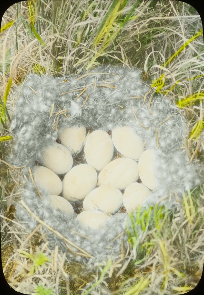 Lantern slide and photograph of eggs in a Blue-winged Teal nest